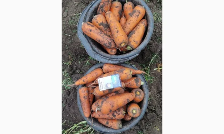 Продаю морковь высокого качества - фото № 3