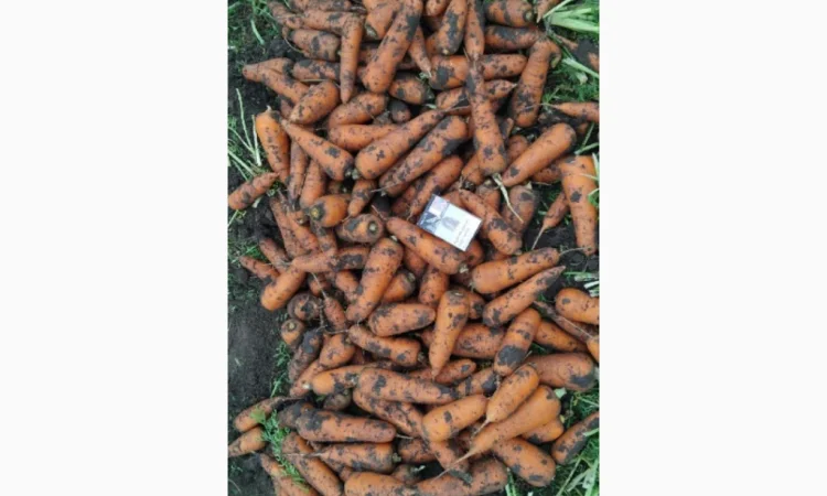 Продаю морковь высокого качества - фото № 4