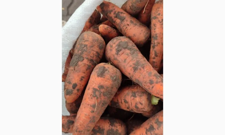 Куплю моркву. Солодка та соковита. - фото № 1