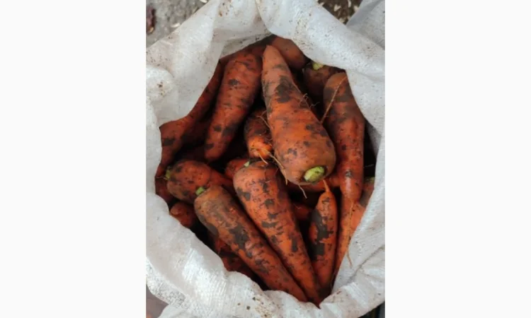 Куплю моркву. Солодка та соковита. - фото № 2