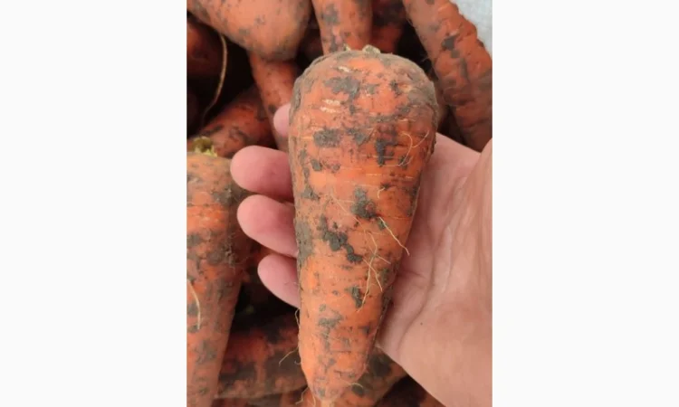 Куплю моркву. Солодка та соковита. - фото № 3