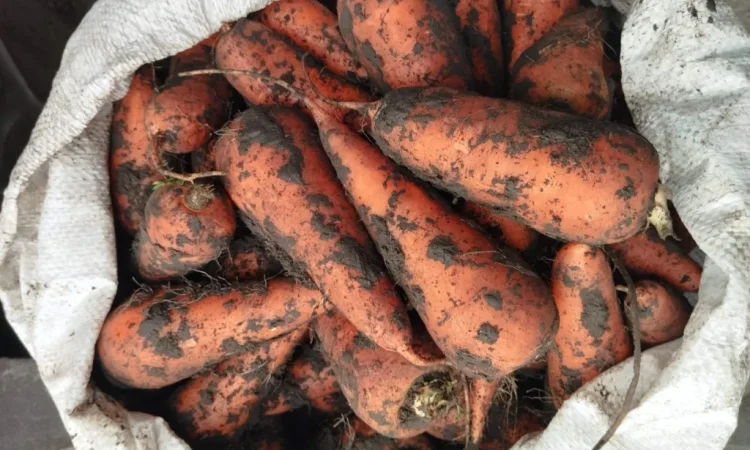 Продажа моркови среднего размера - фото № 1