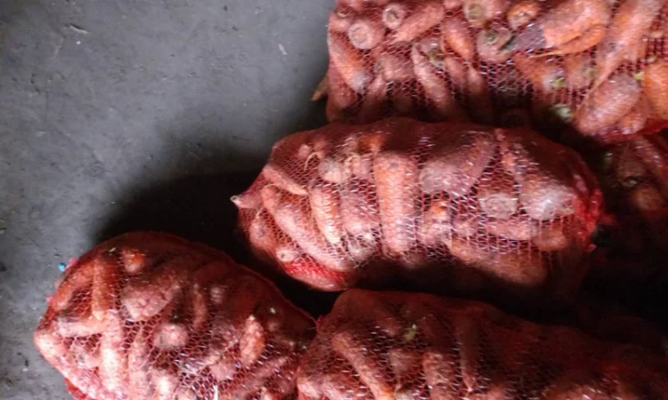 Куплю морковь в Нежине - фото № 1