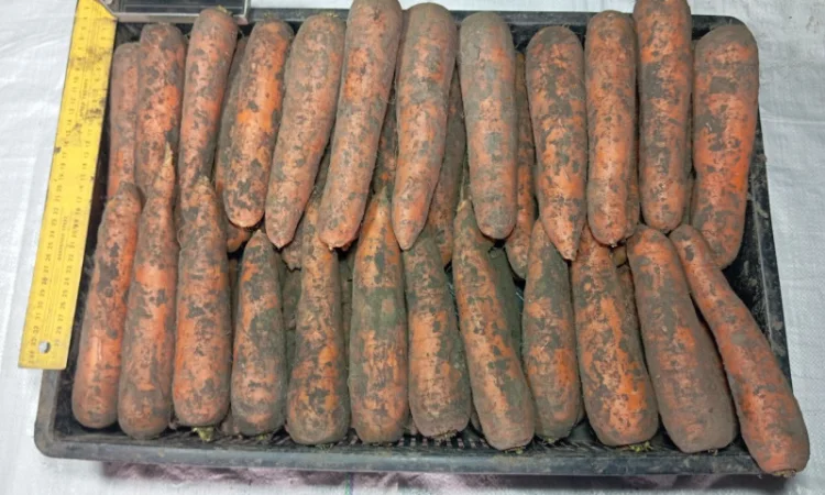 Морква 1 сорту оптом - фото № 1