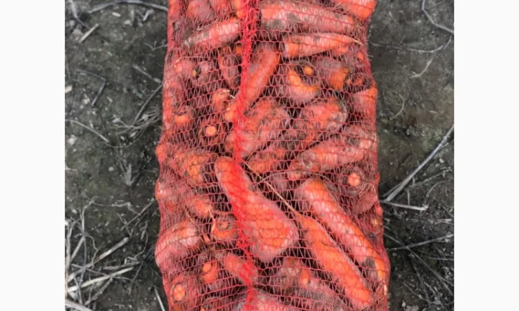 Морква столова від виробника - фото № 1