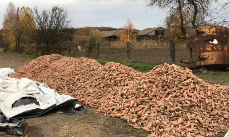 Морква столова від виробника - фото № 3