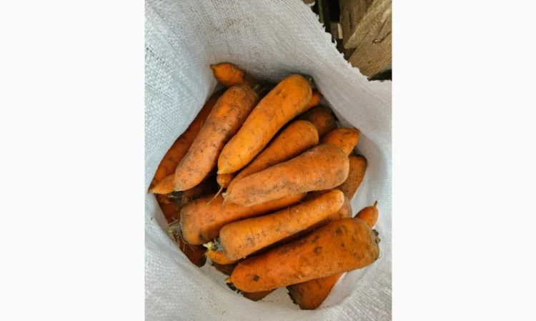 Продаю морковь - фото № 1