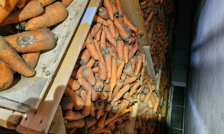 Продаю морковь - фото № 2