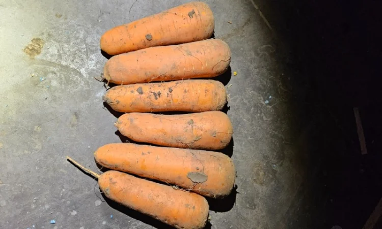 Продаю морковь - фото № 3