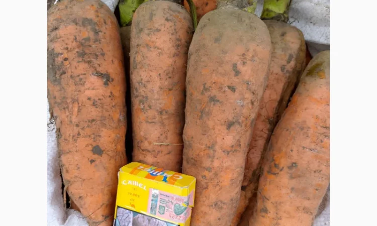 Куплю морковь крупную для салатов - фото № 1