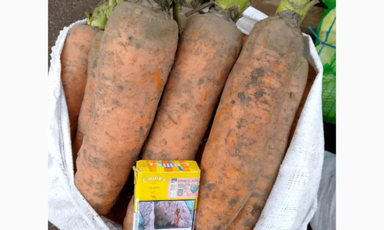 Куплю морковь крупную для салатов - фото № 2