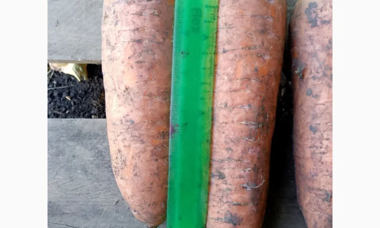 Куплю морковь крупную для салатов - фото № 4