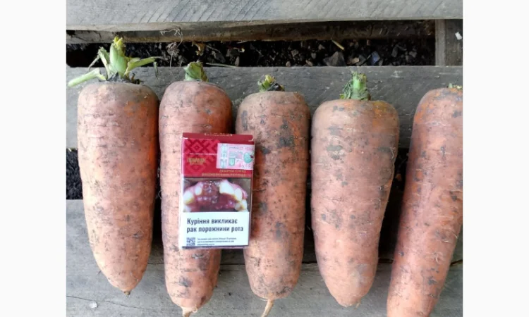 Куплю морковь крупную для салатов - фото № 5