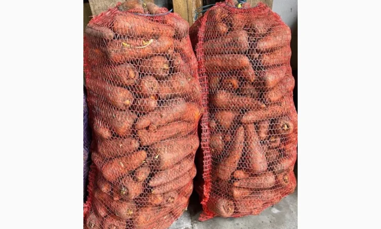 Продажа моркови сорта Каратель - фото № 1