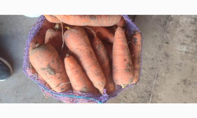 Продажа моркови сорта Каратель - фото № 2