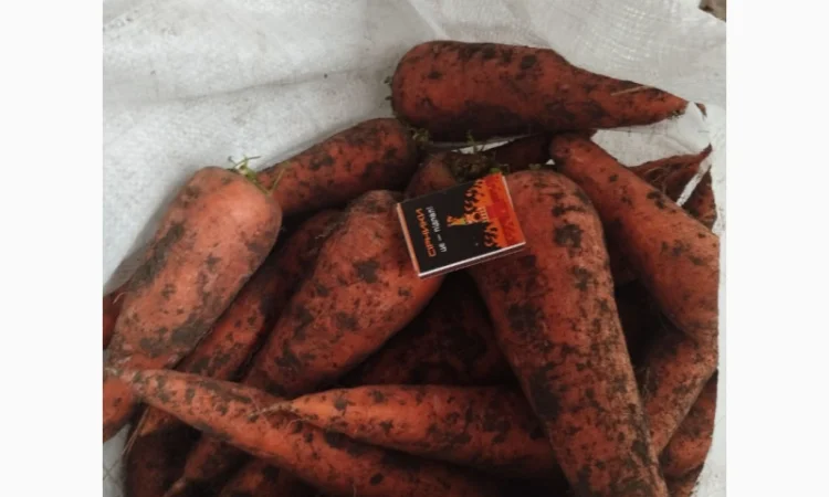 Продаю морковку оптом - фото № 1