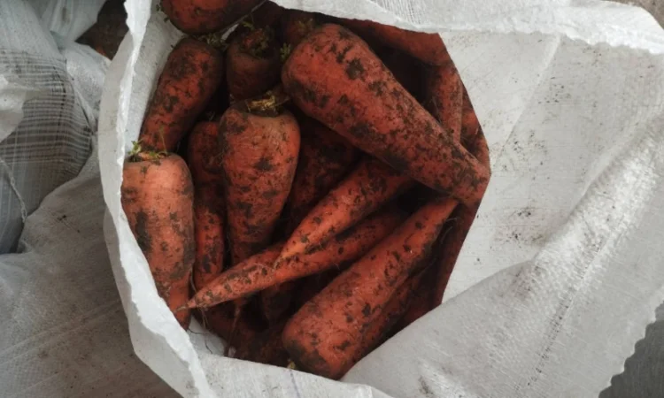 Продаю морковку оптом - фото № 2