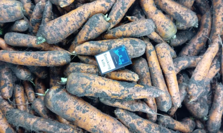 Продаж моркви від виробника - фото № 1