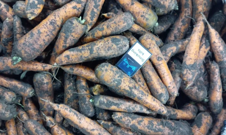 Продаж моркви від виробника - фото № 2