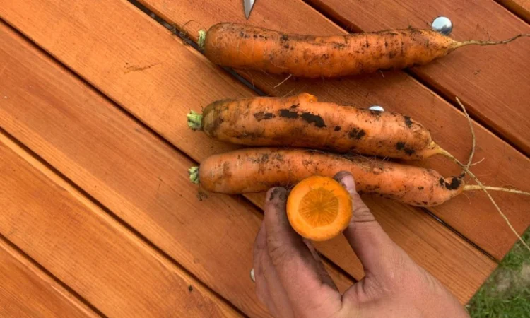 Продается морковь 1 сорт немита - фото № 1