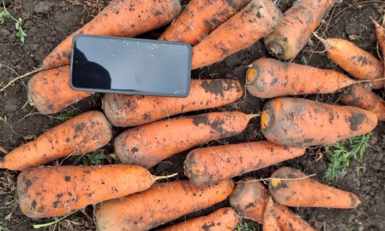 Морква сорт Каскад, капуста та цибуля на продаж - фото № 2