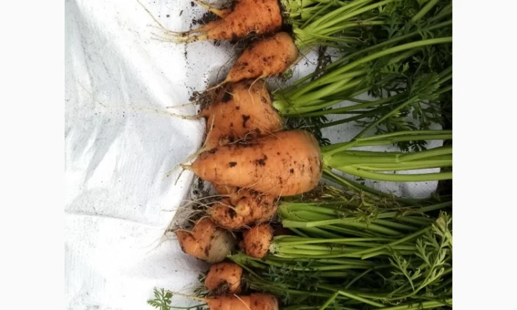 Продаж моркви іншого сорту для переробки - фото № 1