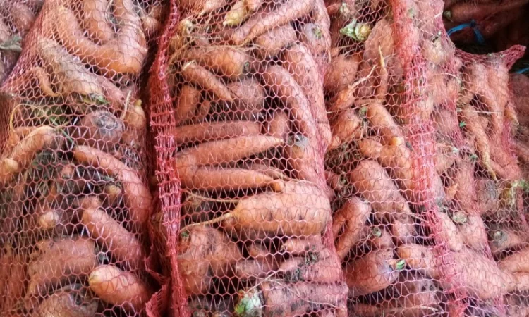 Продаж моркви іншого сорту для переробки - фото № 2