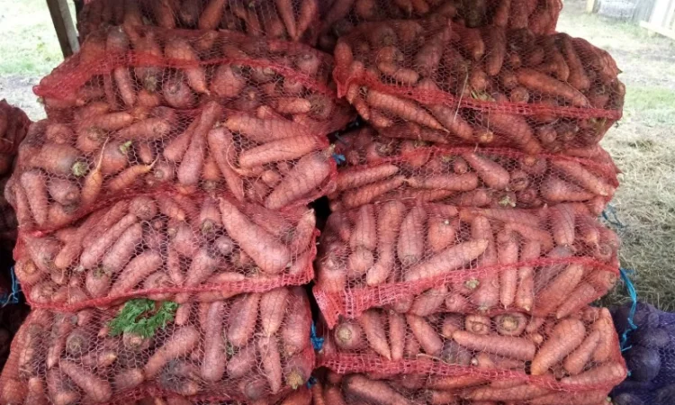 Продаю морковь сорта Болтекс - фото № 1