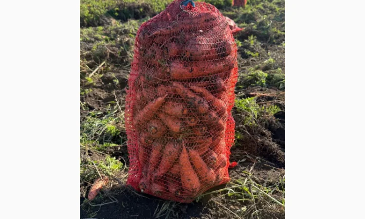 Куплю морковь 2 тонны - фото № 1