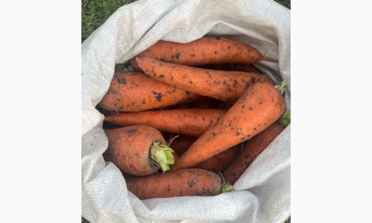 Куплю морковь 2 тонны - фото № 2