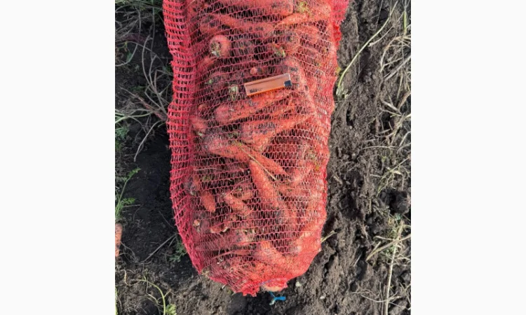 Куплю морковь 2 тонны - фото № 3