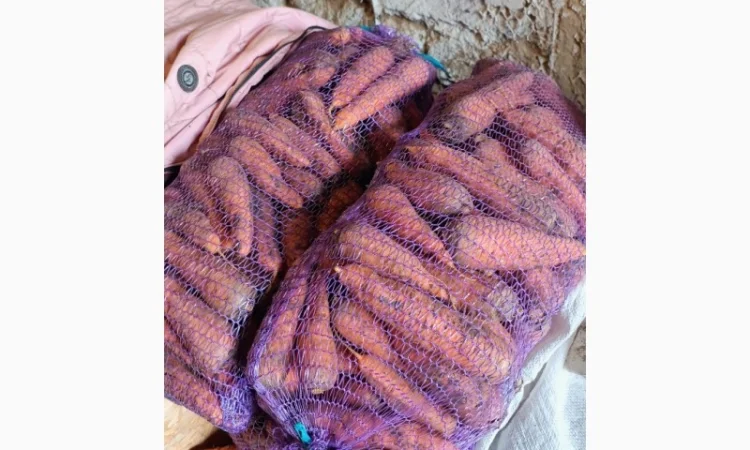 Продаж моркви гібрид Болівар - фото № 1