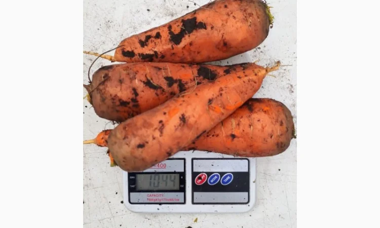 Продаж моркви гібрид Болівар - фото № 2