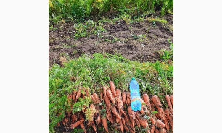 Продаж моркви гібрид Болівар - фото № 3