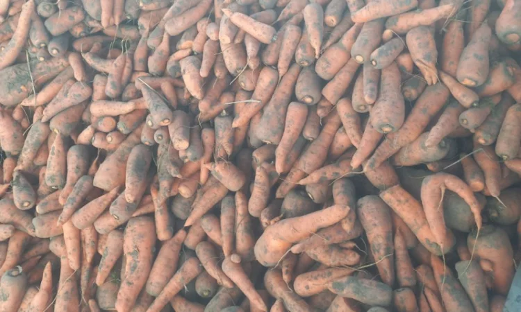 Куплю моркву 1 сорт і 2 сорт - фото № 1