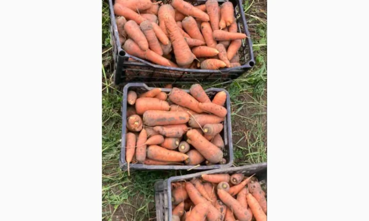 Продаю моркву, свіжа та соковита - фото № 1