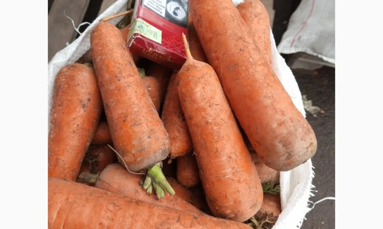 Продаю морковь сорта Шантане - фото № 3