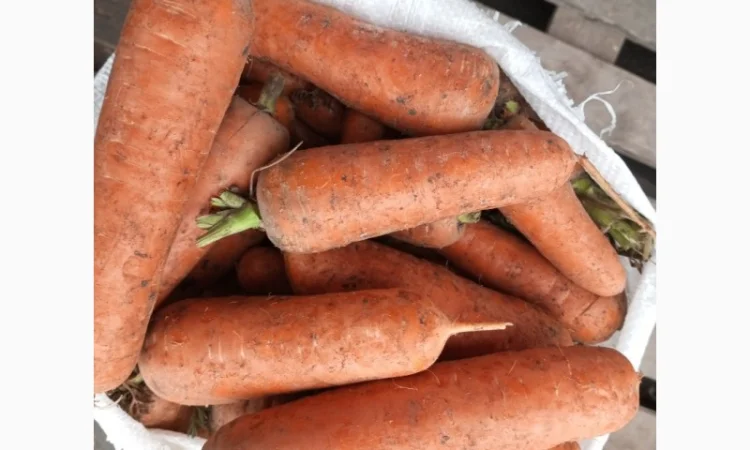 Продаю морковь сорта Шантане - фото № 5