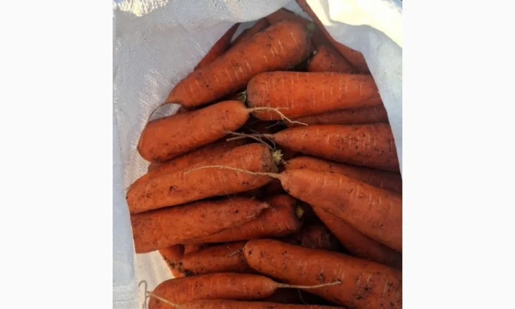 Морква оптом з поля - фото № 1