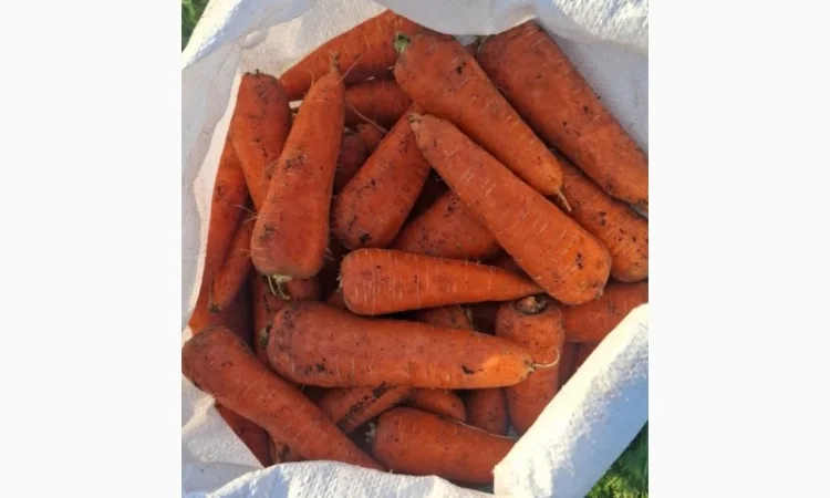 Морква оптом з поля - фото № 2