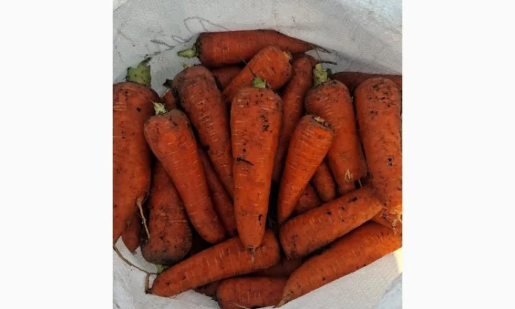 Морква оптом з поля - фото № 3