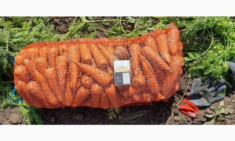 Молода морква оптом - фото № 1