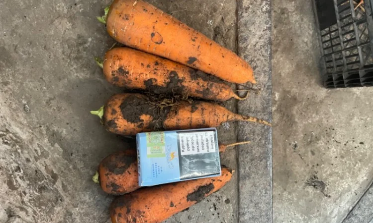 Молода морква оптом - фото № 2