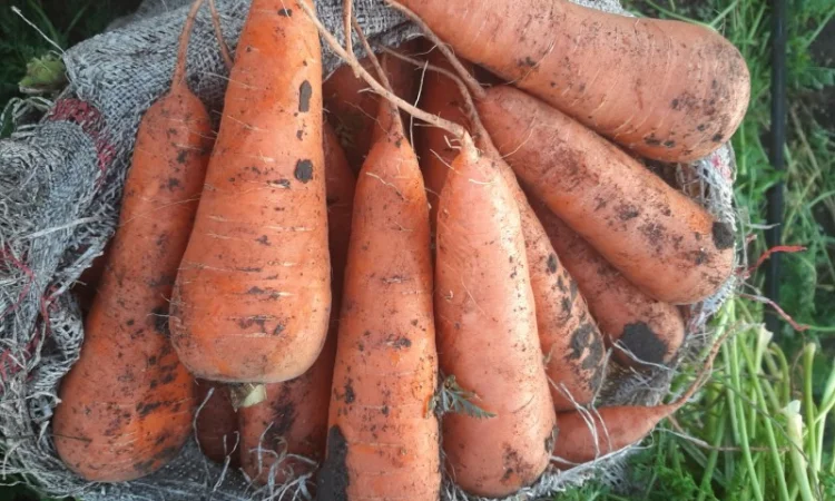 Домашня морква від 500 кг до 6000 тонн - фото № 1