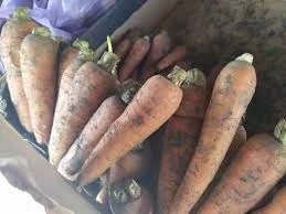 Молода морква врожаю 2025 з Одещини оптом - фото № 1