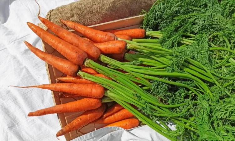 Молода морква з Туреччини гуртом від 10 тонн - фото № 1