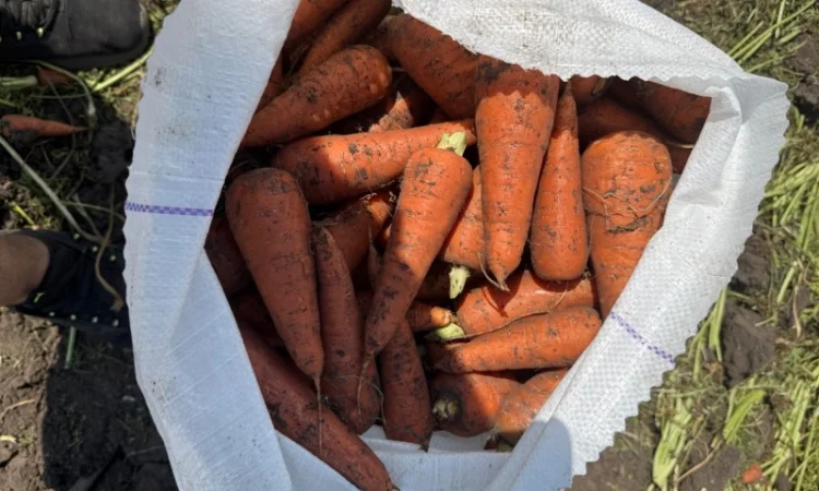 Морковь сорт Кардоба в наличии - фото № 1