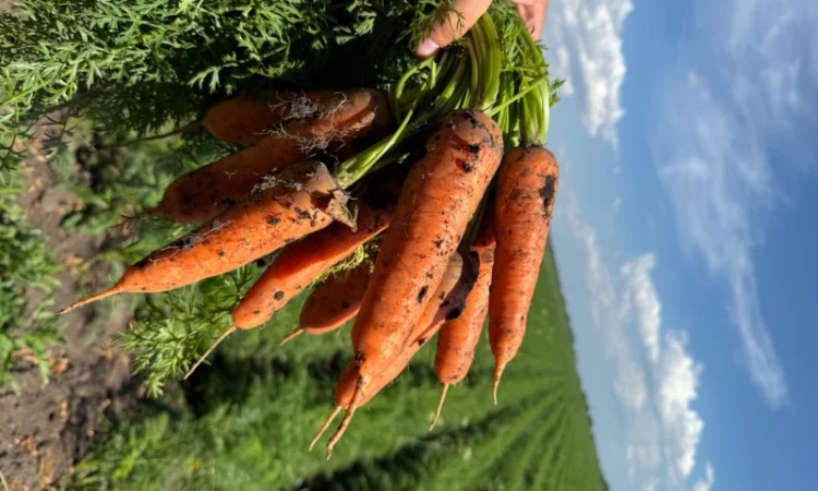 Качественная морковь в большом объеме - фото № 1