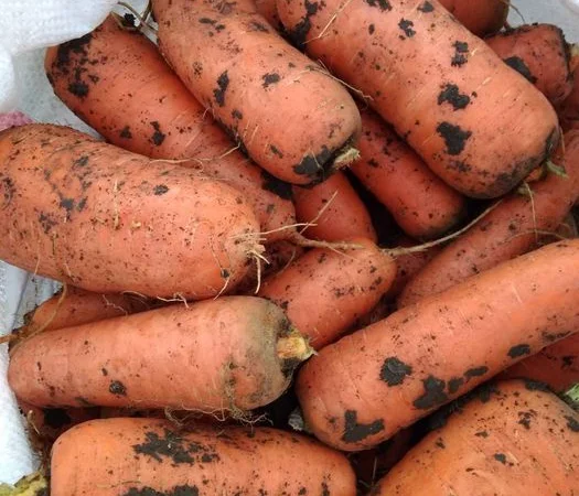 Закупка моркови 2 сорта на переработку - фото № 1
