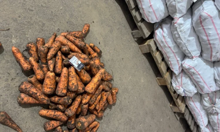 Якісна морква на продаж - фото № 1